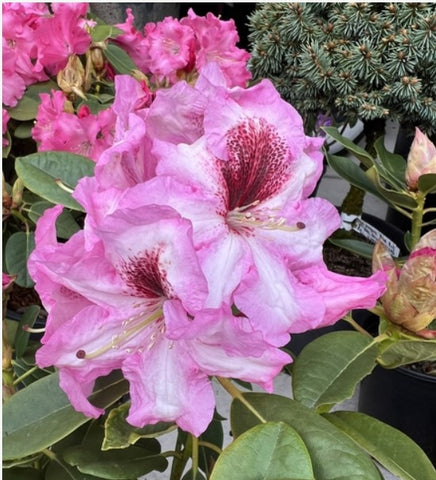 Rhododendron 'Razzle Dazzle'