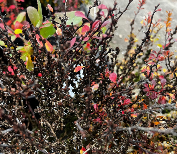 Berberis thunbergii 'Bagatelle'