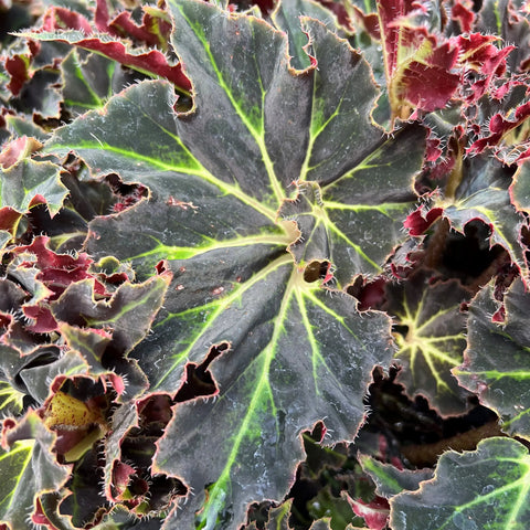 Begonia 'Evy'