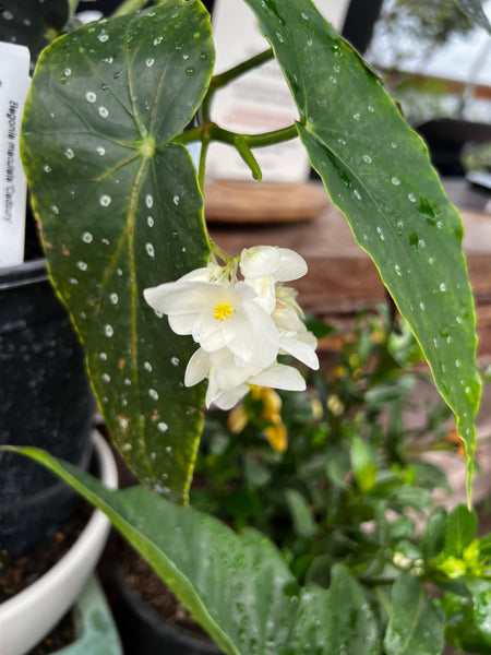 Begonia 'Cadbury'