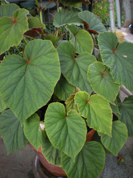 Begonia grandis 'Heron's Pirouette'