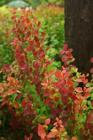 Berberis thunbergii 'NCBT3' (aka Sunjoy Orange Pillar®)