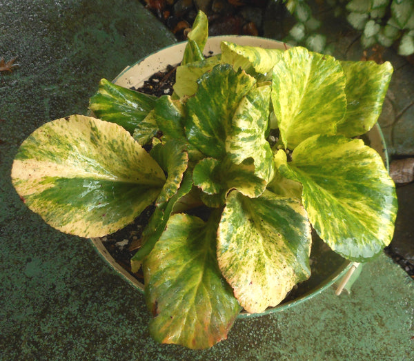 Bergenia 'Tubby Andrews'
