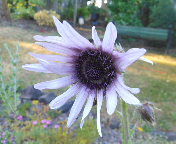 Berkheya purpurea