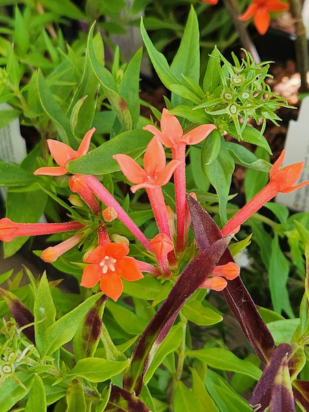 Bouvardia 'WINBUESLST' (aka Estrellita Little Star®)