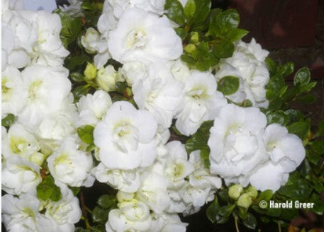 Azalea 'Hardy Gardenia Sport Sport'