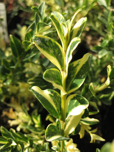 Buxus sempervirens 'Golden Swirl'