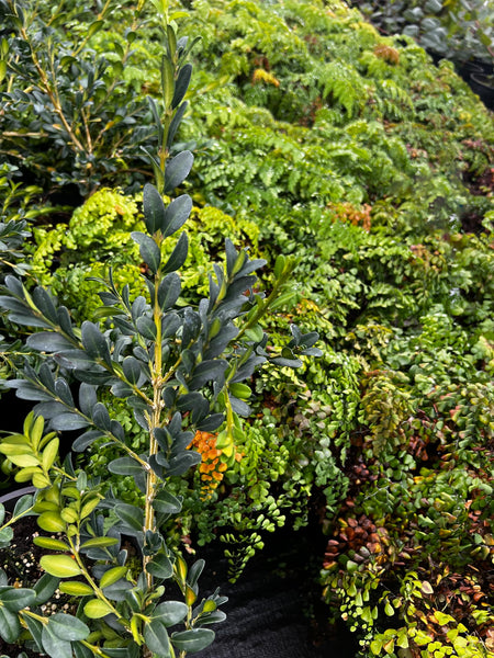Buxus sempervirens 'Waterfall'