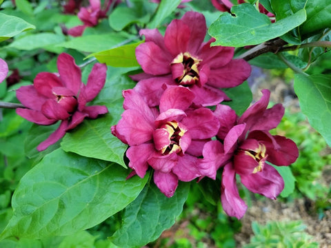 Calycanthus x raulstonii 'Hartlage Wine'