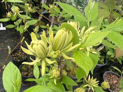 Calycanthus floridus 'Athens'