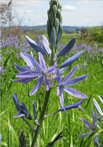 Camassia leichtlinii 'Caerulea'