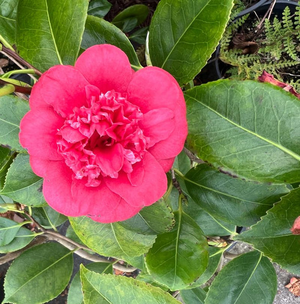 Camellia japonica 'April Tryst'