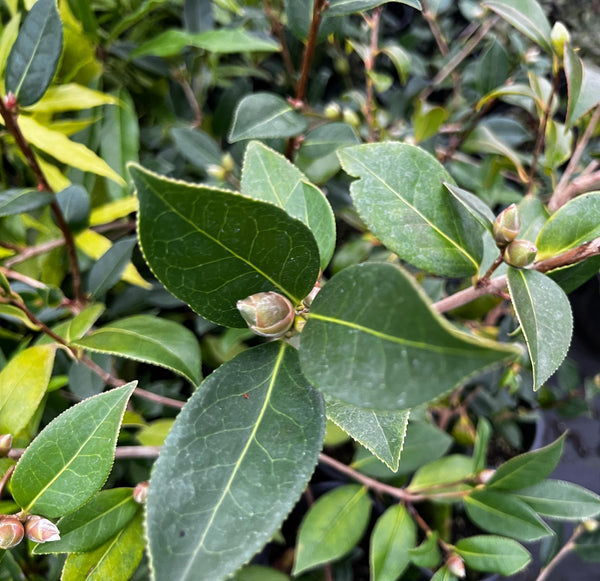 Camellia 'Brigadoon'