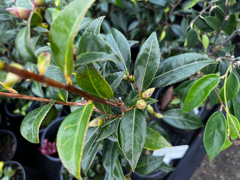 Camellia 'Coral Delight'