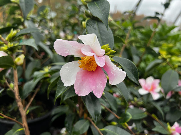 Camellia sasanqua 'Yume'