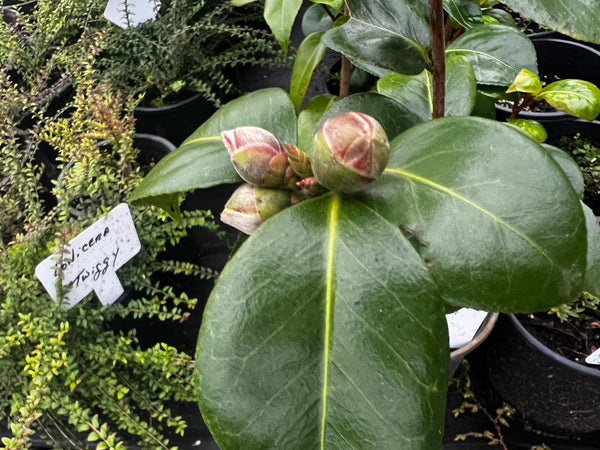 Camellia japonica 'J.C. Raulston'
