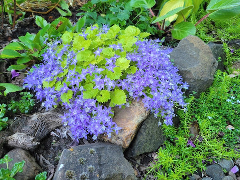 Campanula garganica 'Dickson's Gold'