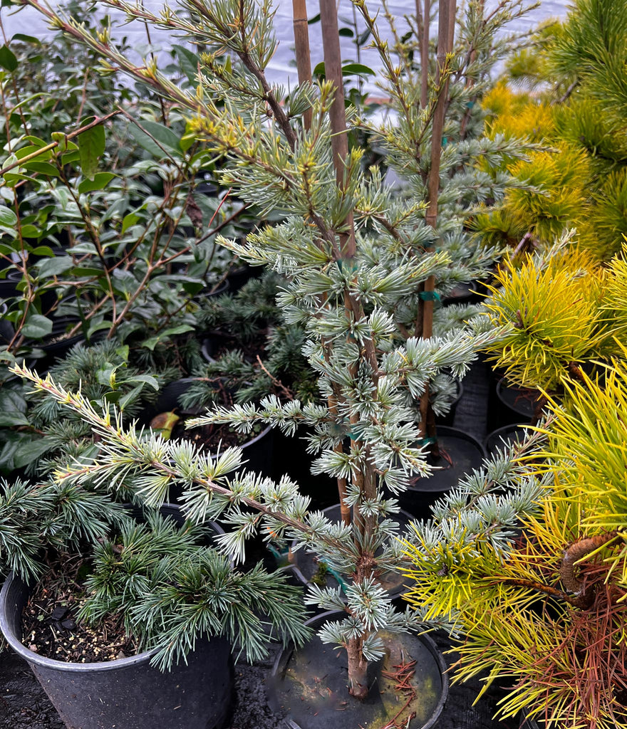 Cedrus atlantica 'Horstmann' – plant lust