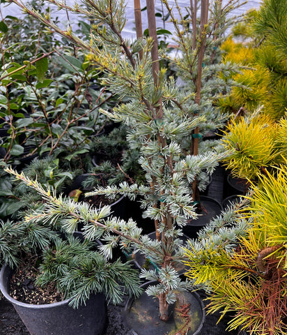 Cedrus atlantica 'Horstmann'