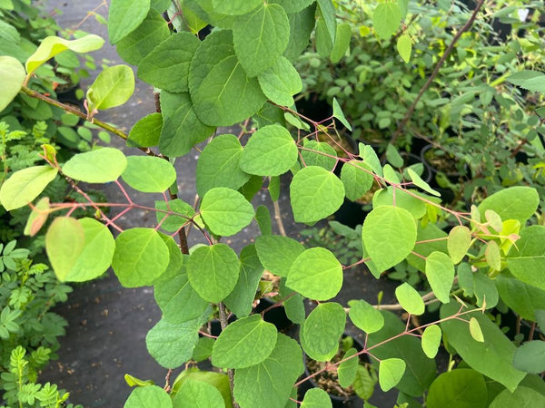 Cercidiphyllum 'Boyd's Dwarf'