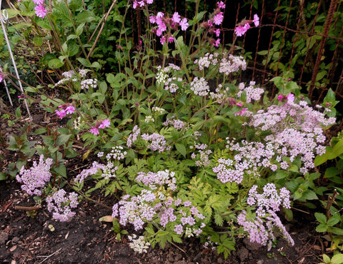 Chaerophyllum hirsutum 'Roseum'