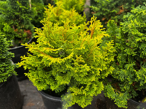 Chamaecyparis obtusa 'Gold Drop'