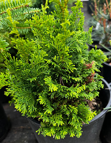 Chamaecyparis obtusa 'Little Markey'