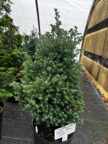 Chamaecyparis pisifera 'Baby Blue Ice'