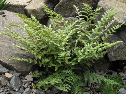 Chielanthes lanosa aka Hairy Lip Fern