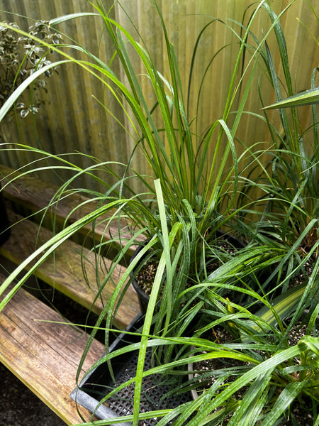 Chionochloa flavescens (aka Tussock grass)