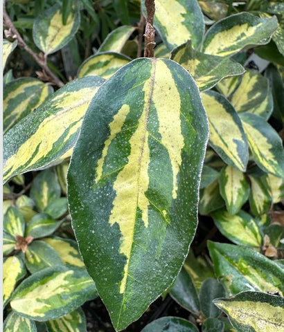 Elaeagnus pungens 'Maculata'