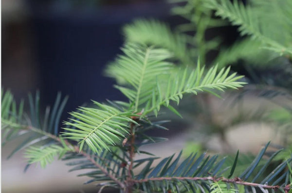 Torreya californica