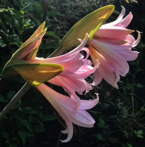 Amaryllis belladonna (aka Naked Lady)