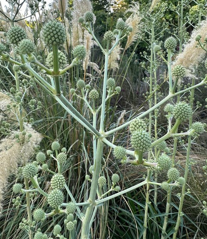 Eryngium eburneum