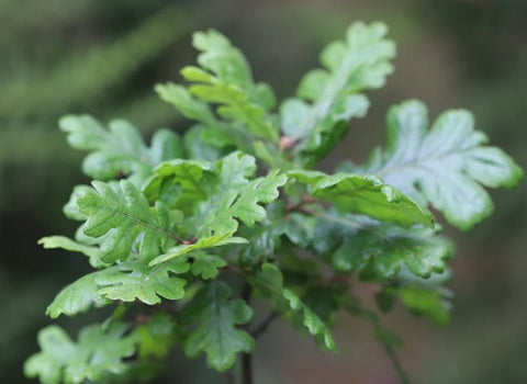 Quercus garryana [Shady Cove, OR] (Oregon White Oak)