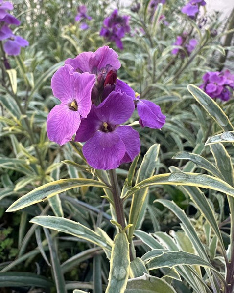 Erysimum linifolium 'Variegatum'