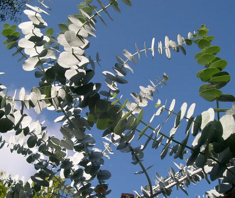 Eucalyptus perriniana