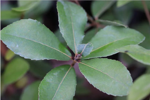 Quercus phillyreoides [Gifu Prefecture] (Ubame Oak)