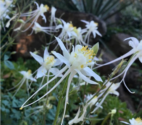 Aquilegia chrysantha var. Alba