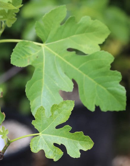 Sugar Fig (aka Ficus carica 'Celeste')