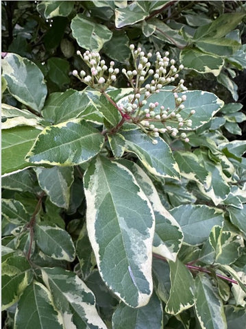Viburnum tinus 'Bewley's Variegated'