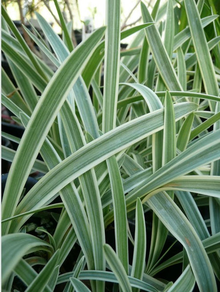 Agapanthus 'Midnight Sun'