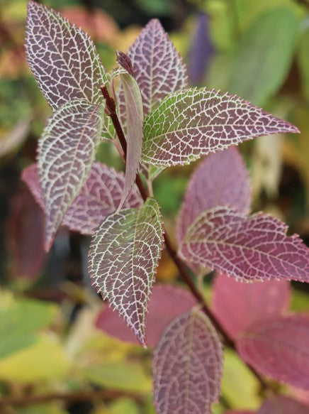 Forsythia viridissima var. koreana 'Kumson'