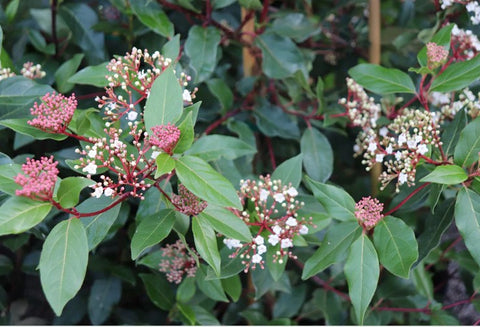 Viburnum tinus var. robusta