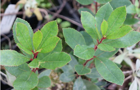 Arbutus unedo 'St. Johns' (St. Johns Strawberry Tree)