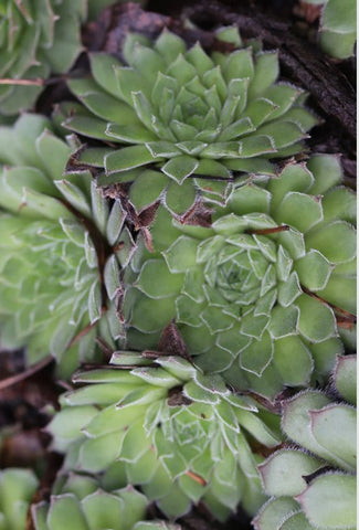 Sempervivum 'Apollonia' (Houseleek)