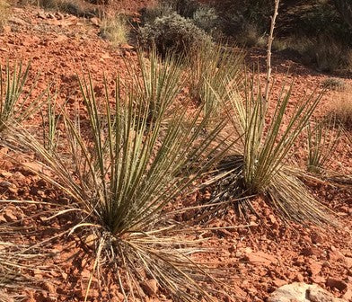 Yucca angustissima [San Juan Co, UT]