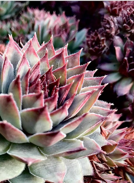 Sempervivum 'Blue Boy'