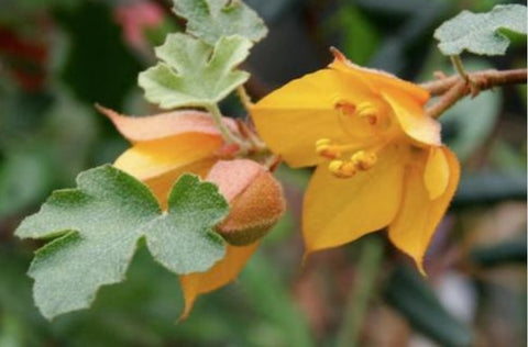 Fremontodendron 'Pacific Sunset'