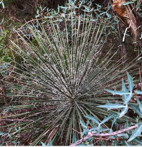 Yucca constricta